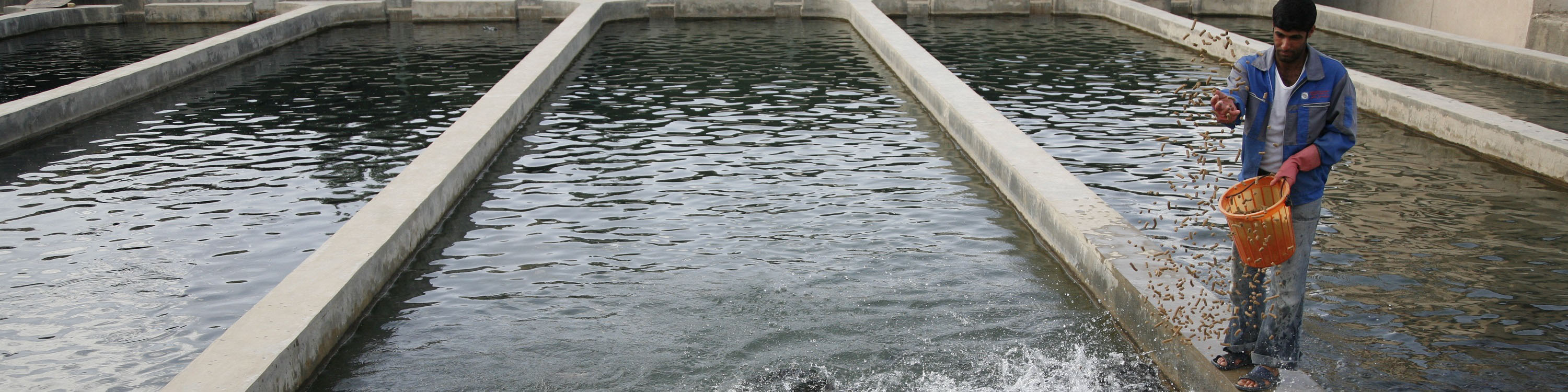 بررسی چالش پیش روی پرورش دهندگان ماهی در سال ۹۹